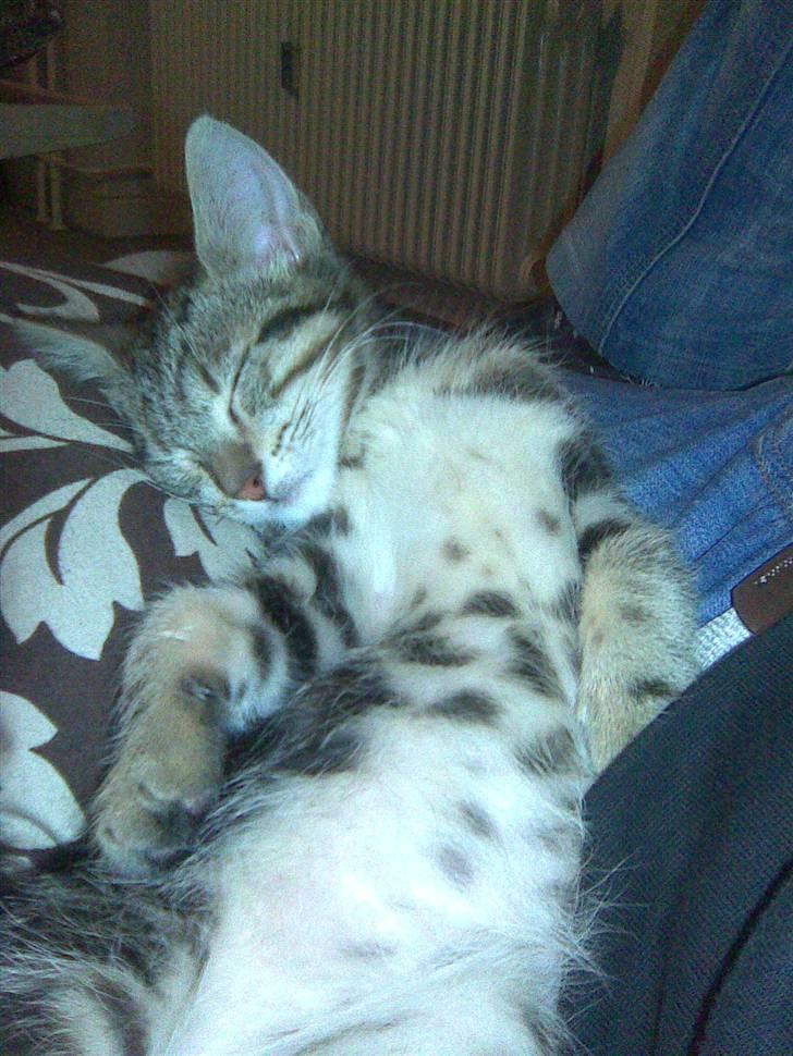 Blanding af racer Fiona billede 19