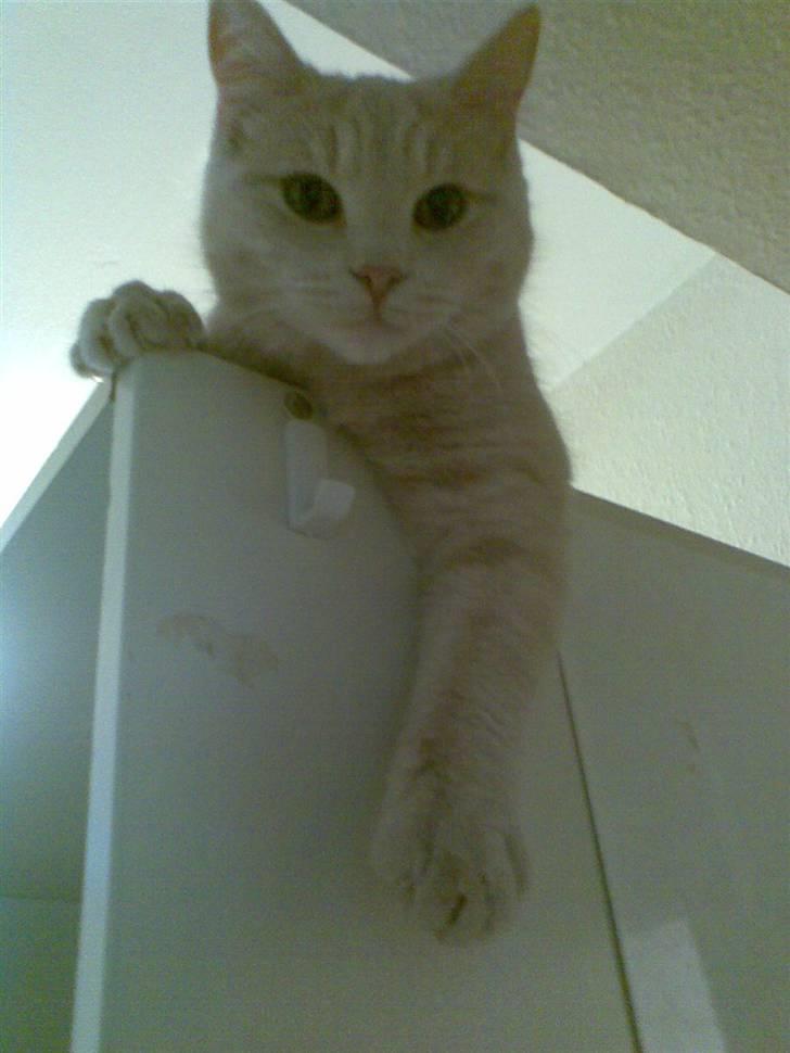 Huskat Stella billede 1