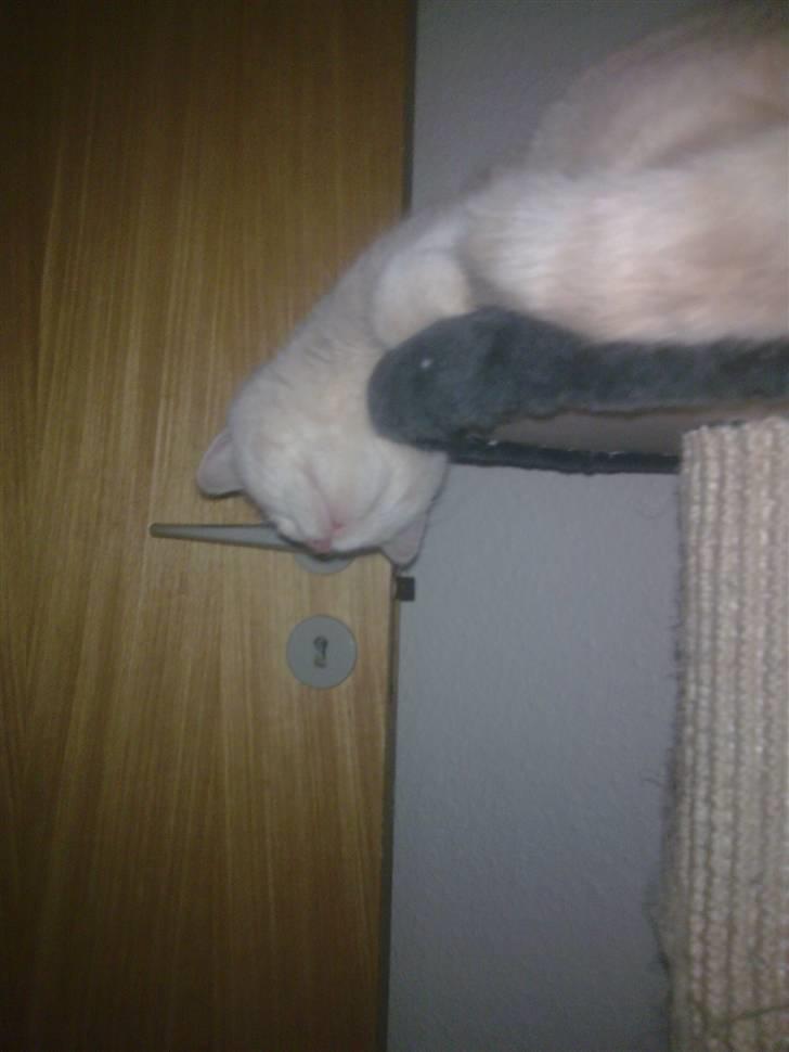 Huskat Stella - Sådan kan man da også sove..  billede 2