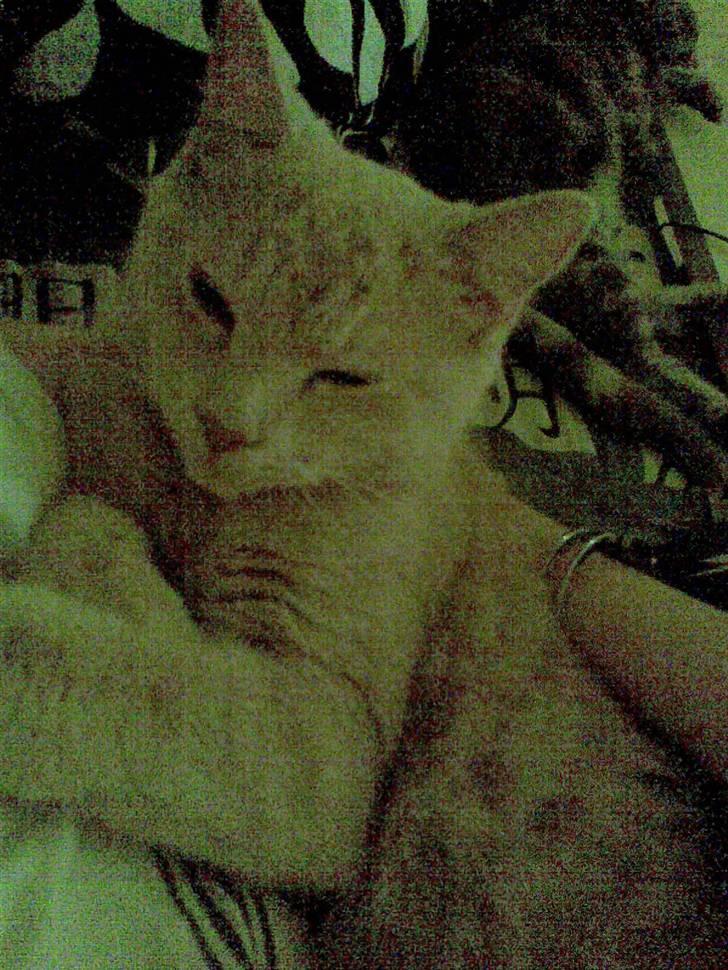 Huskat Stella billede 3