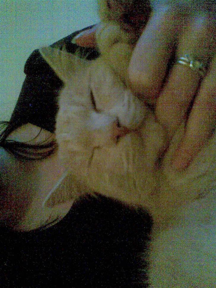 Huskat Stella - Hyggetrolden over dem alle :P billede 4