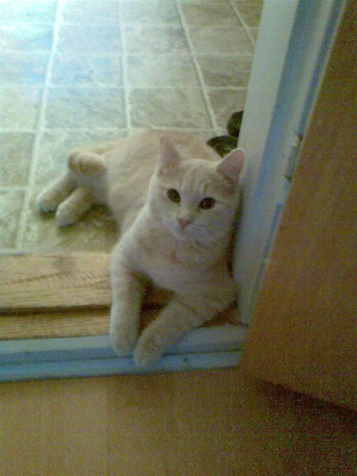 Huskat Stella - Dørtrinet er en foretruken liggeplads billede 5