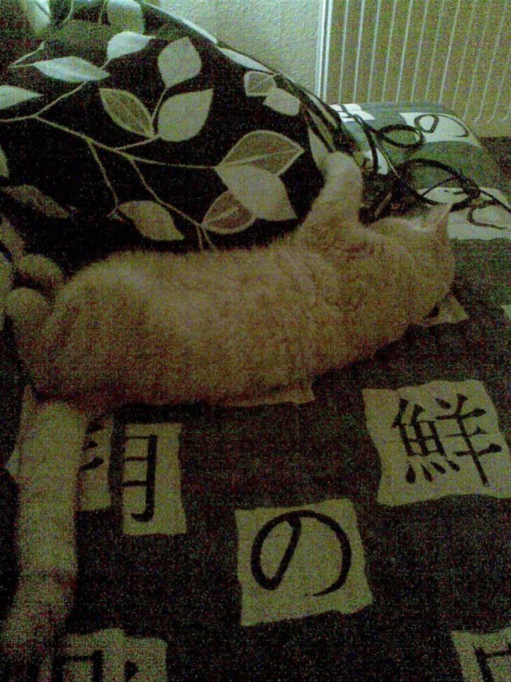 Huskat Stella billede 6