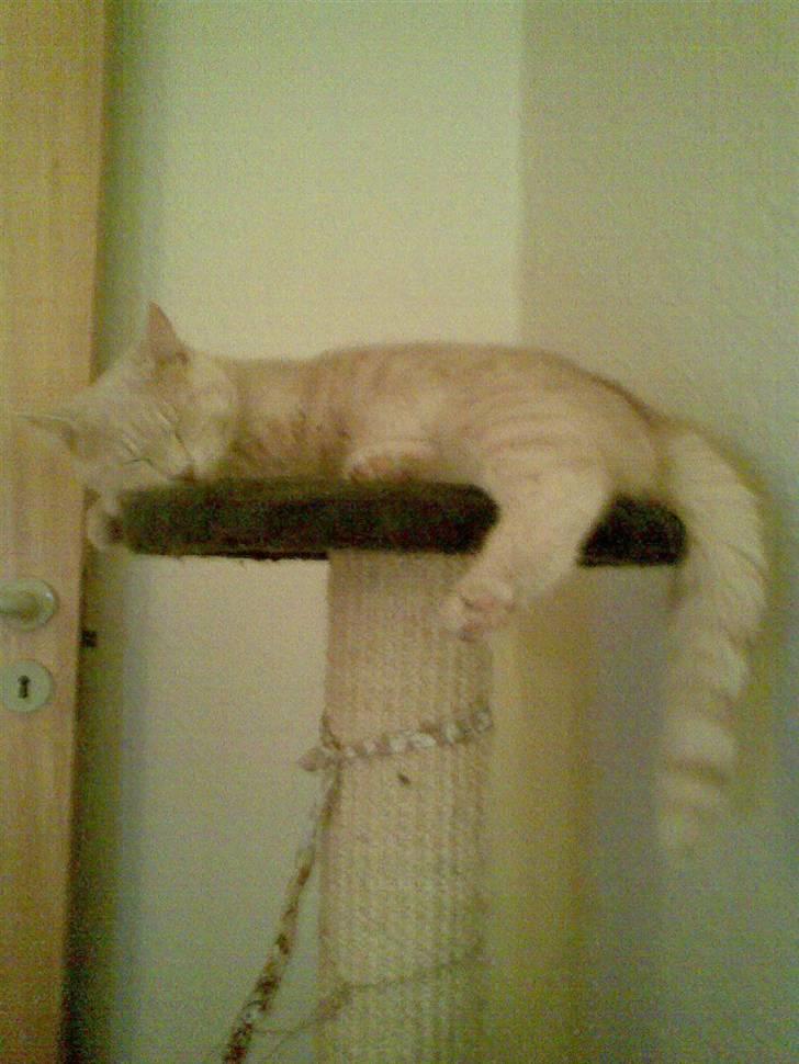 Huskat Stella billede 7