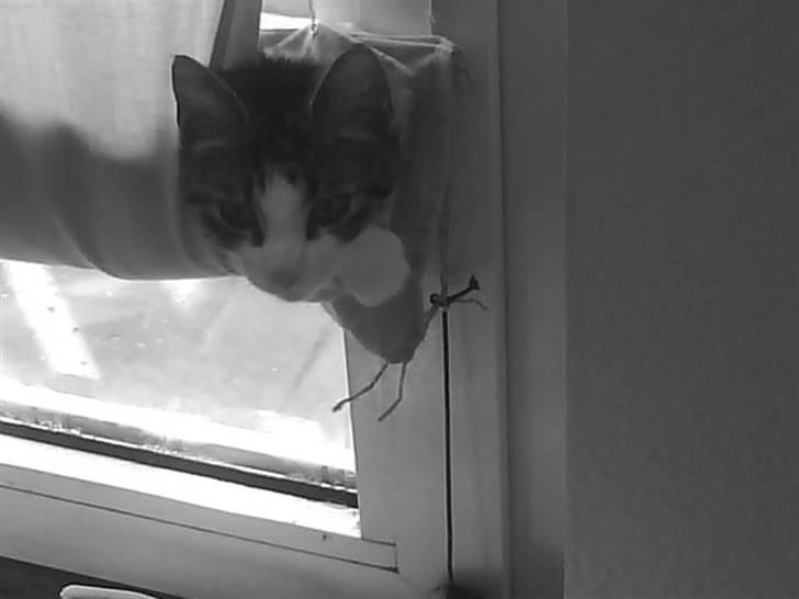 Huskat Freja *R.I.P* billede 2