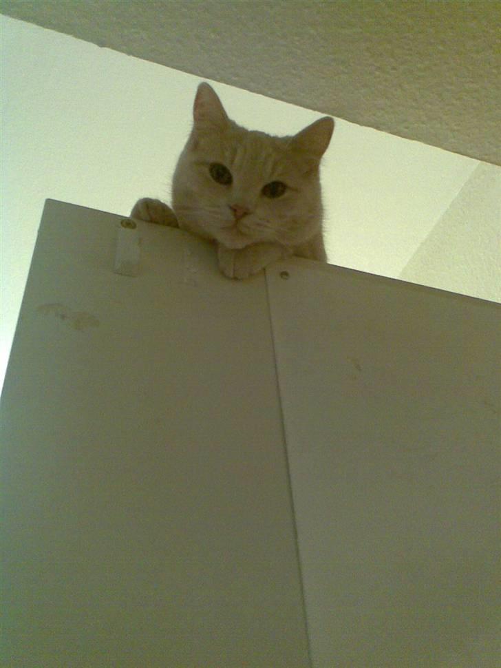 Huskat Stella billede 8