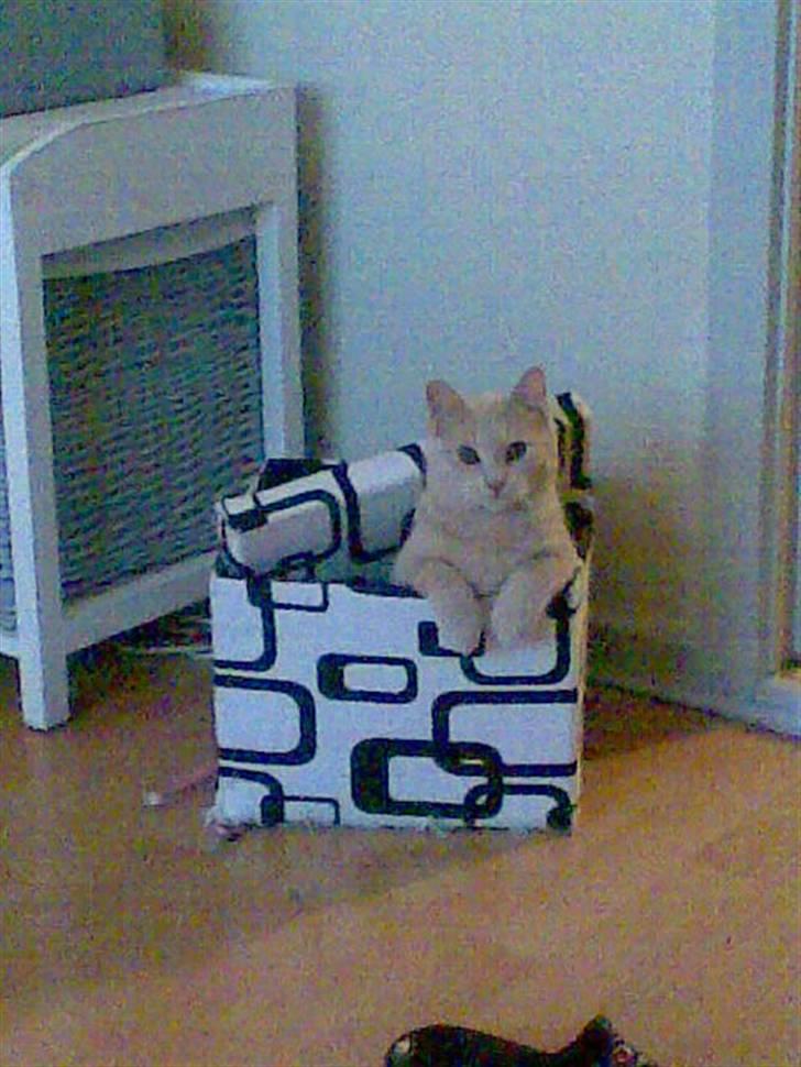 Huskat Stella billede 9