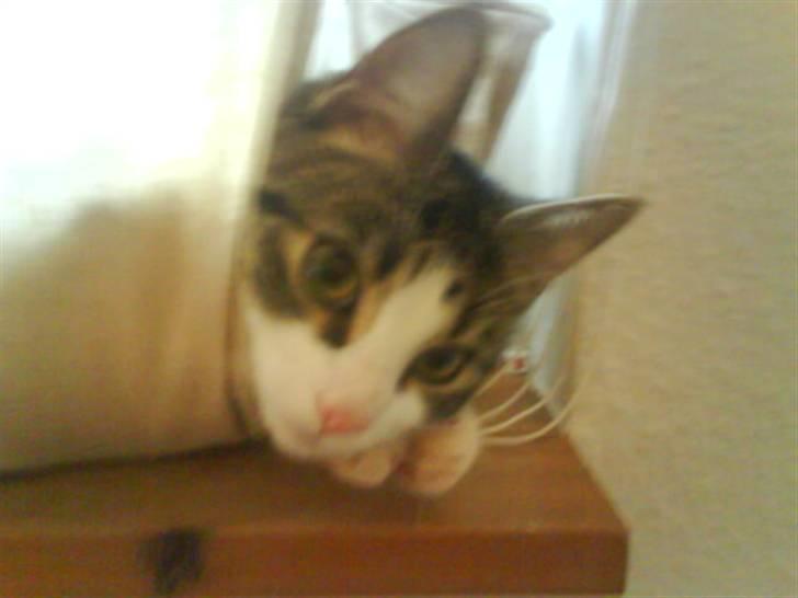 Huskat Freja *R.I.P* billede 4