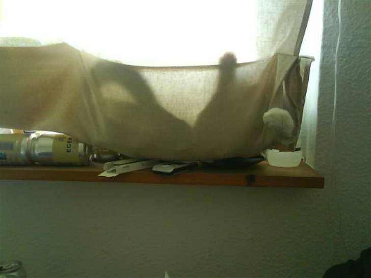 Huskat Freja *R.I.P* billede 5