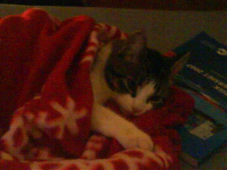 Huskat Freja *R.I.P* billede 6