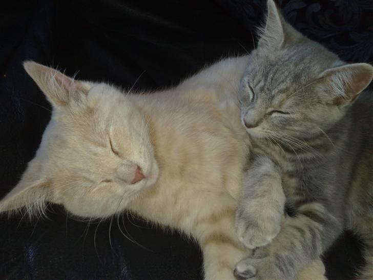 Huskat Stella billede 10