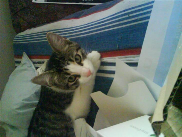 Huskat Freja *R.I.P* billede 7