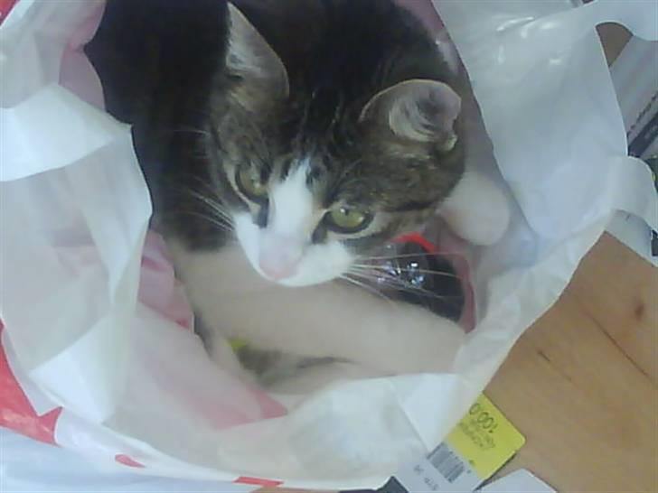 Huskat Freja *R.I.P* billede 8