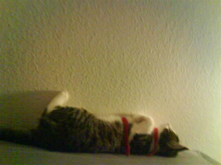 Huskat Freja *R.I.P* billede 10