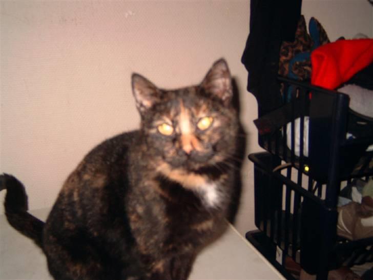 Huskat spooky - hejza billede 1