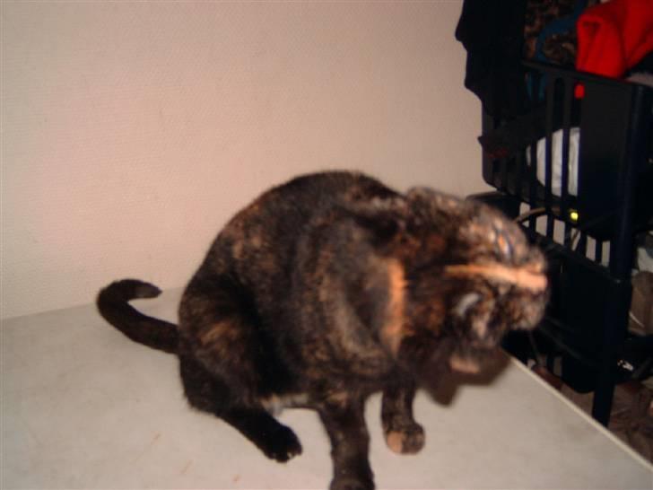 Huskat spooky - hmmm det kløede billede 2