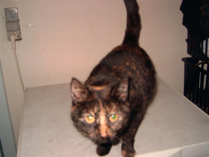 Huskat spooky - er jeg ikk bare smuk billede 3