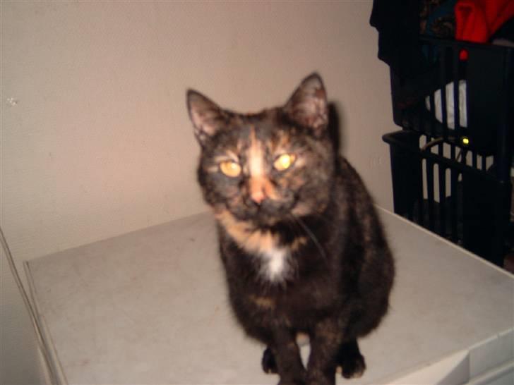 Huskat spooky billede 4