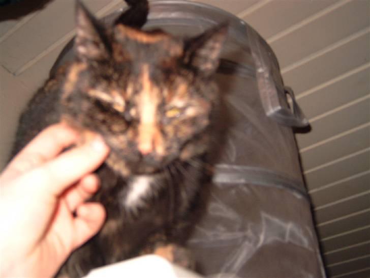 Huskat spooky - det er dejligt billede 5