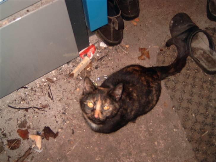 Huskat spooky billede 6