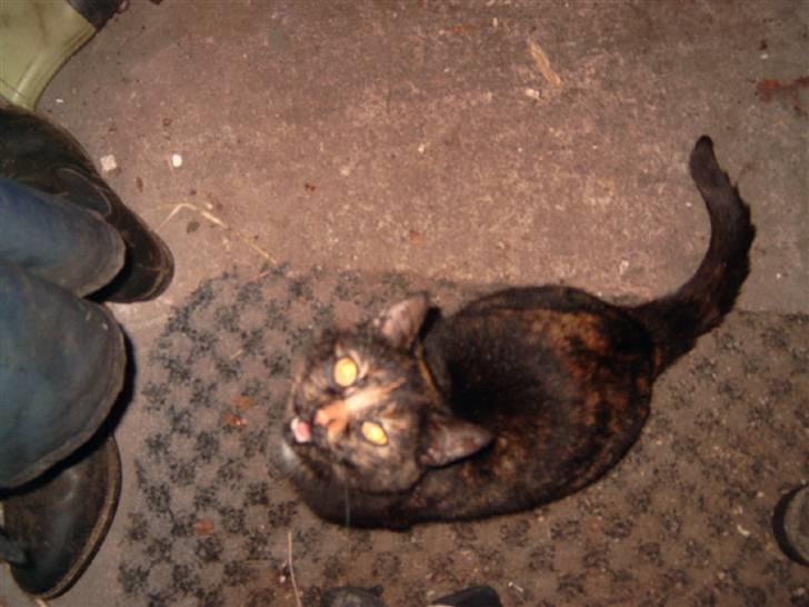 Huskat spooky billede 7