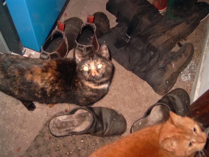 Huskat spooky - har du mad billede 8