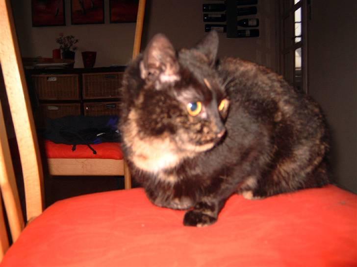 Huskat minni mis - man ligger dejligt her billede 7