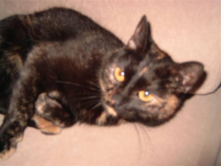 Huskat minni mis billede 8