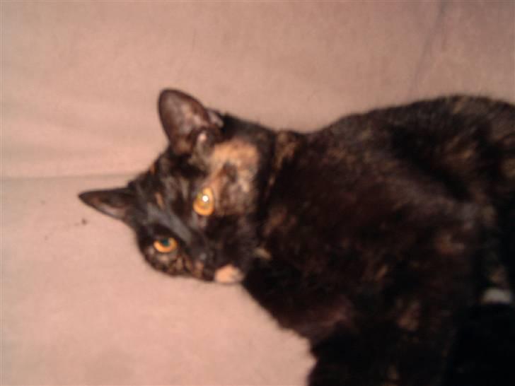 Huskat minni mis billede 9