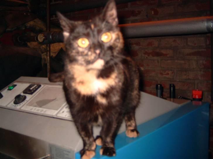 Huskat minni mis - jeg er for lækker er jeg ikk billede 10