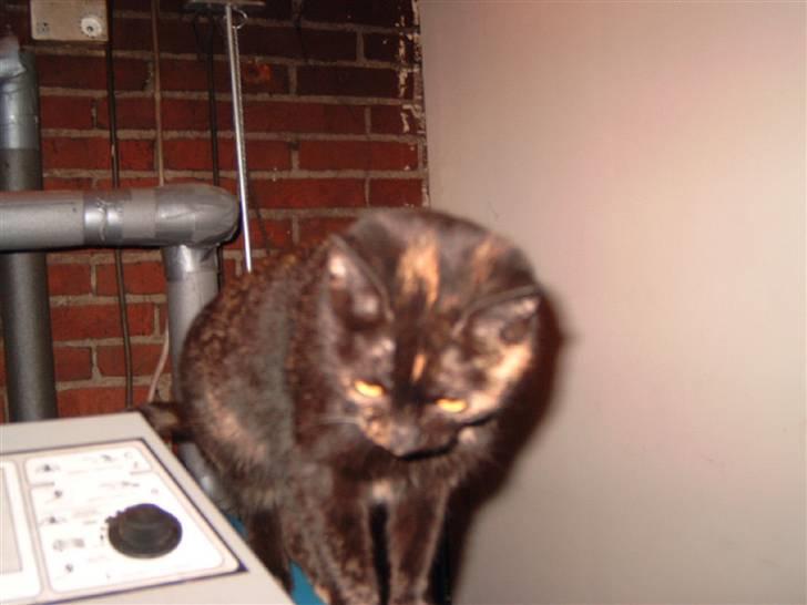 Huskat minni mis - hva laver du mor? billede 11