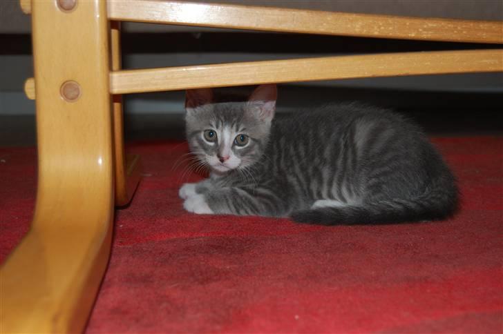 Huskat josefine - hehe gemme leg med hendes søn Fister billede 12