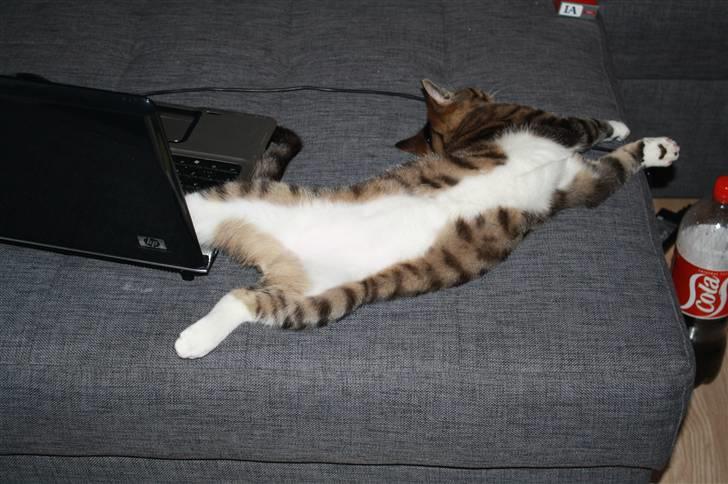 Blanding af racer Samson - Nyt... Sover på mors computer. billede 13