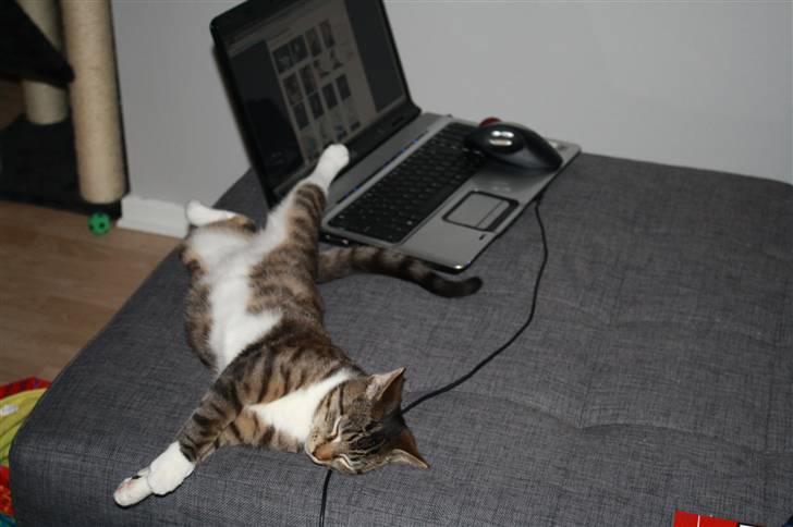 Blanding af racer Samson - Nyt... Sover på mors computer. billede 14