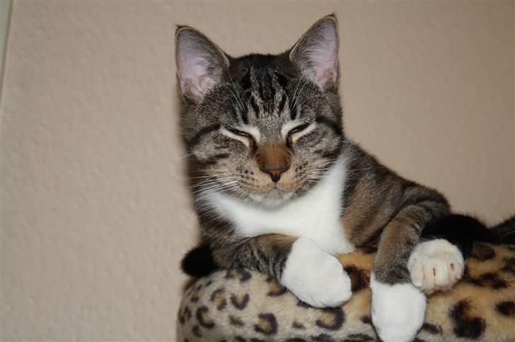 Blanding af racer Samson - Nyt... Ligger og chiller. billede 15