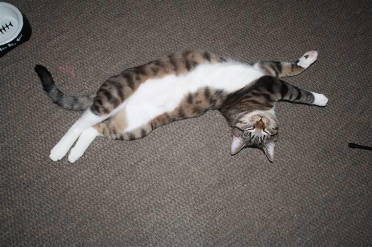 Blanding af racer Samson - Nyt... Sover lige midt på gulvet. billede 16