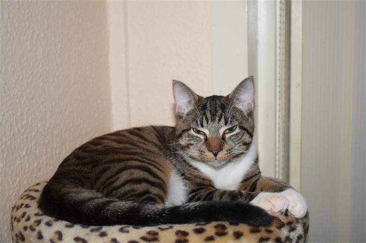 Blanding af racer Samson - Nyt... Ha ha... Nu har jeg pladsen. billede 17