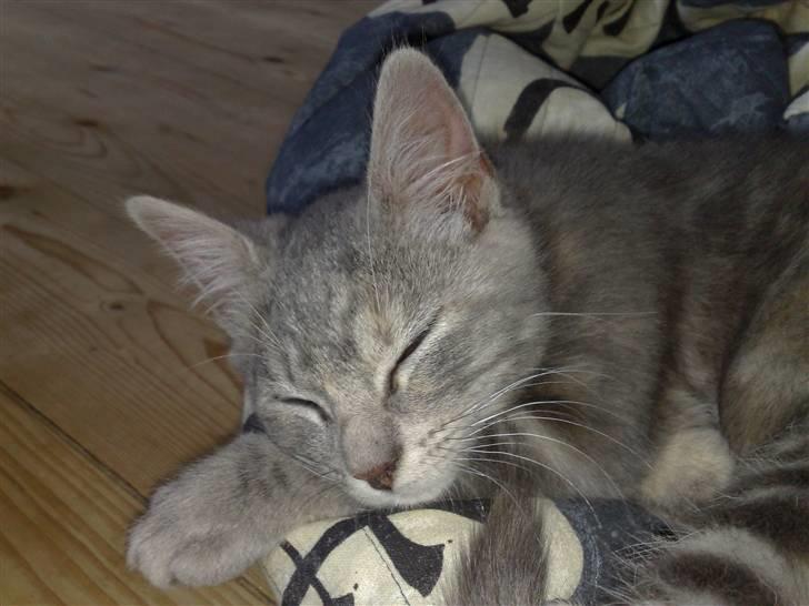 Huskat Nova billede 1