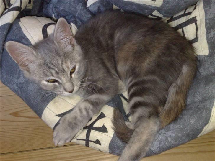 Huskat Nova billede 2