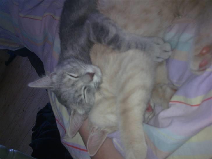 Huskat Nova - Nova er meget glad for sin storesøster, Stella :) billede 3