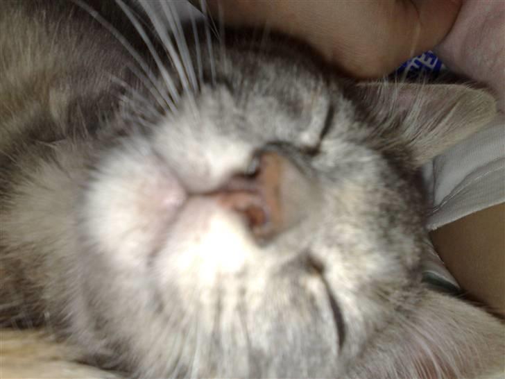 Huskat Nova - Den nye primadonna :D billede 5