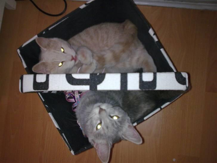 Huskat Nova - Nova deler selvfølgelig alt med sin søster :D billede 6