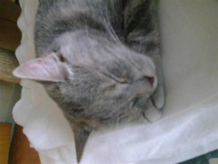 Huskat Nova billede 7