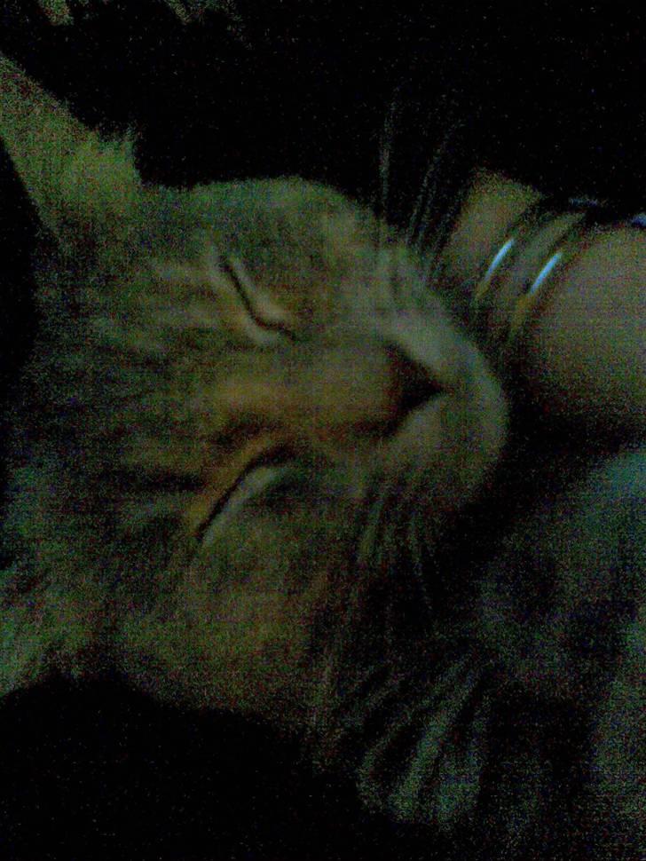 Huskat Nova billede 8