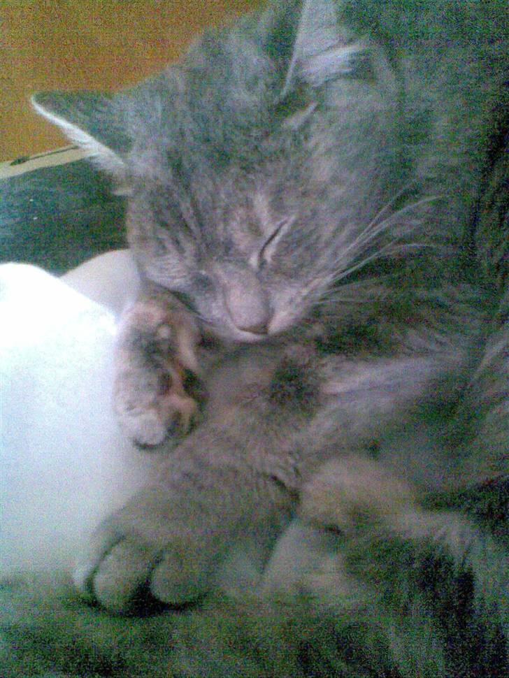 Huskat Nova billede 9