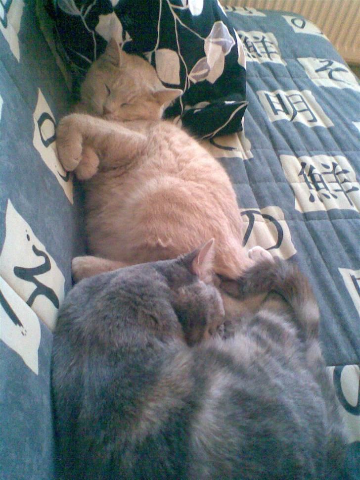 Huskat Nova billede 10