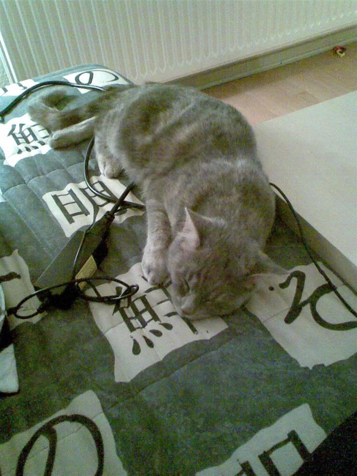 Huskat Nova billede 11