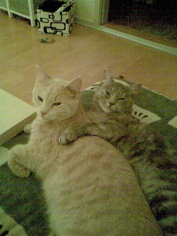 Huskat Nova - Holder sammen i tykt og tyndt billede 12