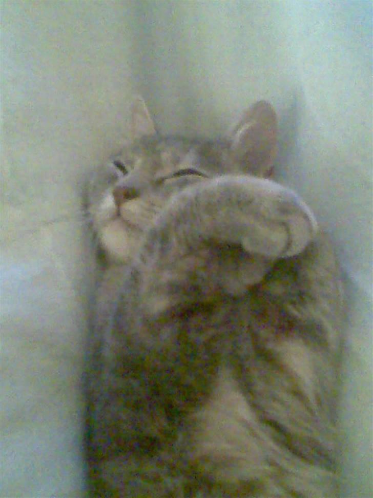 Huskat Nova - Hyggetrold til den store guldmedalje billede 13