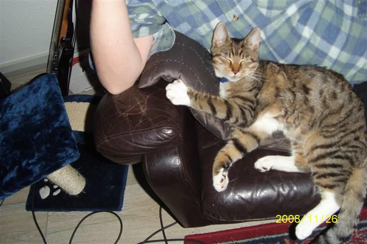 Blanding af racer tiger(død) - ligger mega godt billede 6